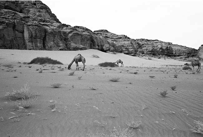 chameaux